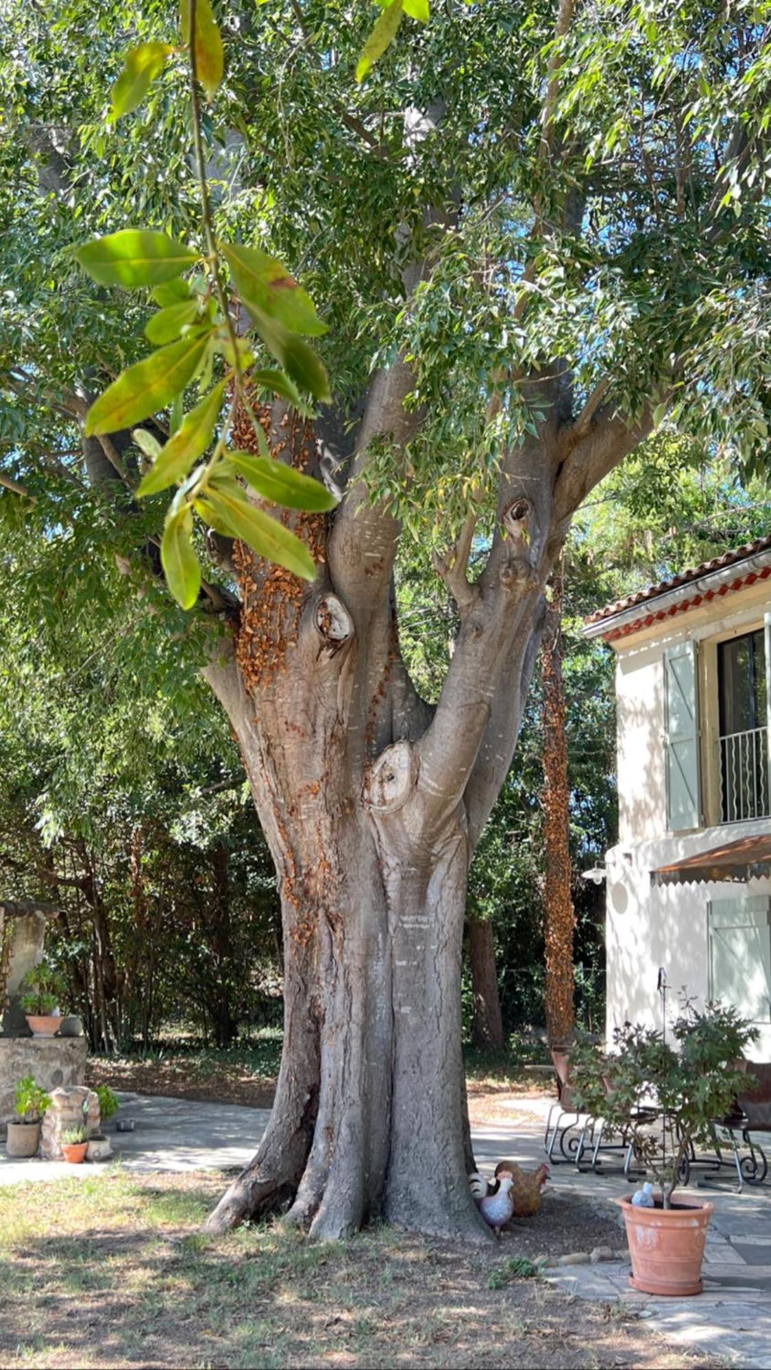 Alpilles Camargue Mas Falabrego Raphèle エクステリア 写真